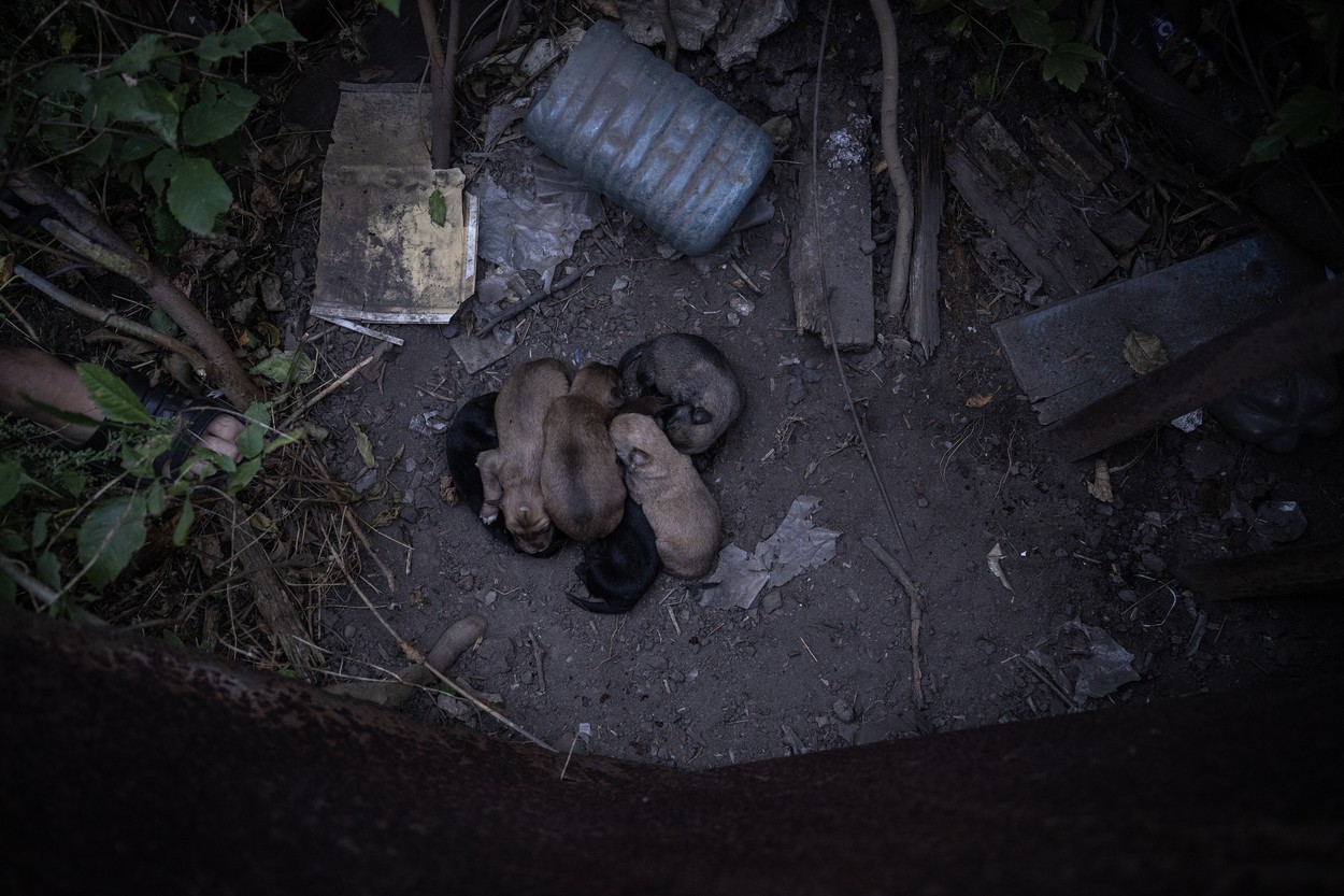 Elvadult, torz kutyák özönlötték el Csernobil üres utcáit, az atomsugárzás örökre rányomta bélyegét a génállományukra