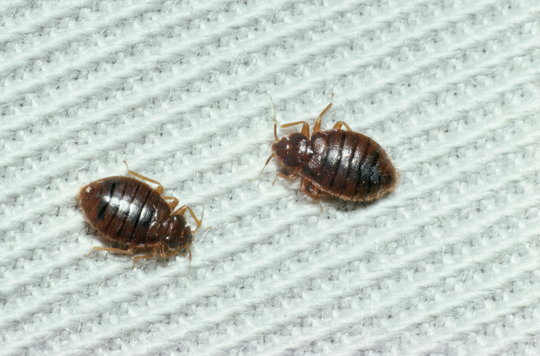 Ágyi poloska invázió okozta az idős házaspár vesztét, brutális ami velük történt