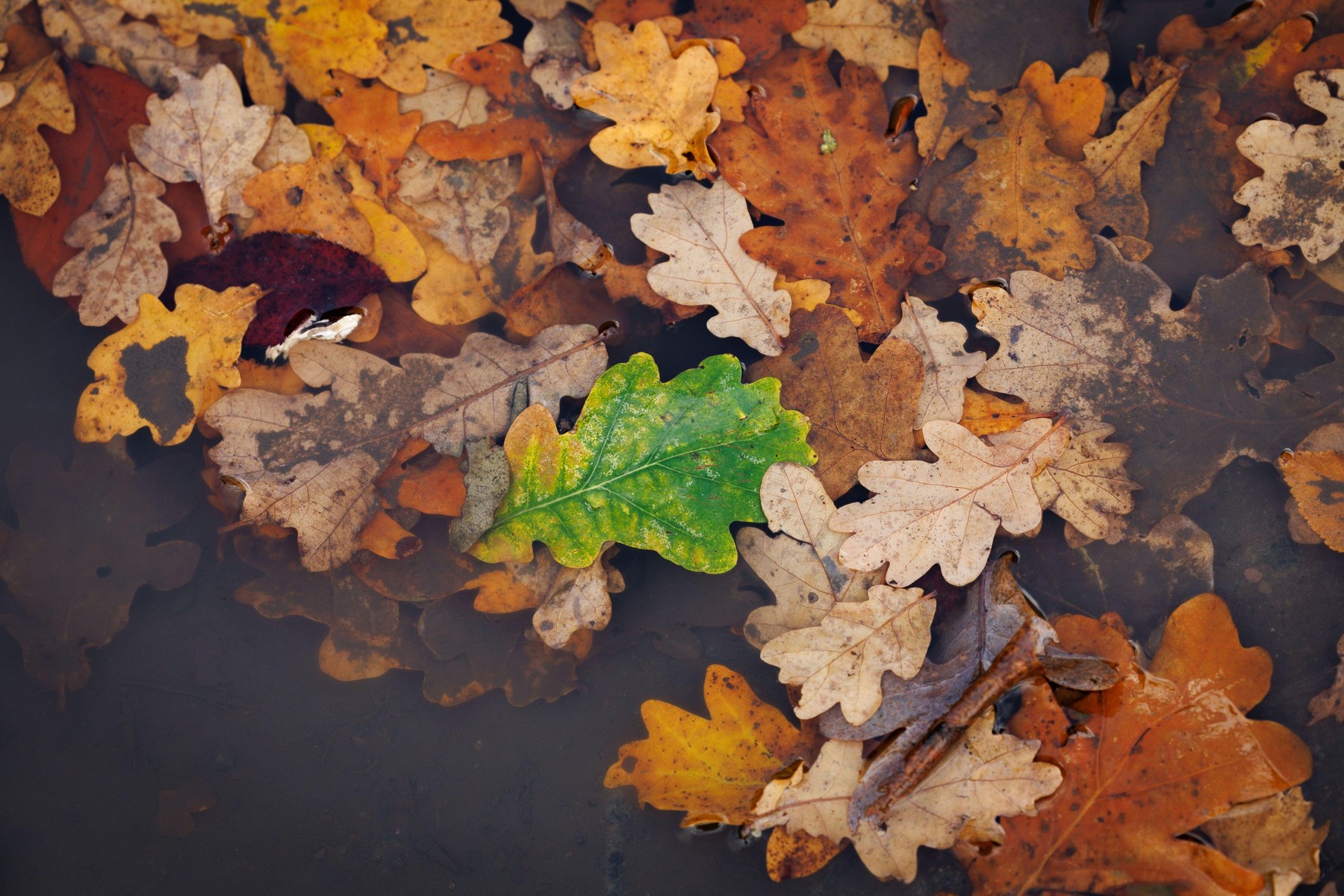 Pusztító erejű viharok csapnak le ma az ország nagy részére, brutális mire figyelmeztetnek a meteorológusok