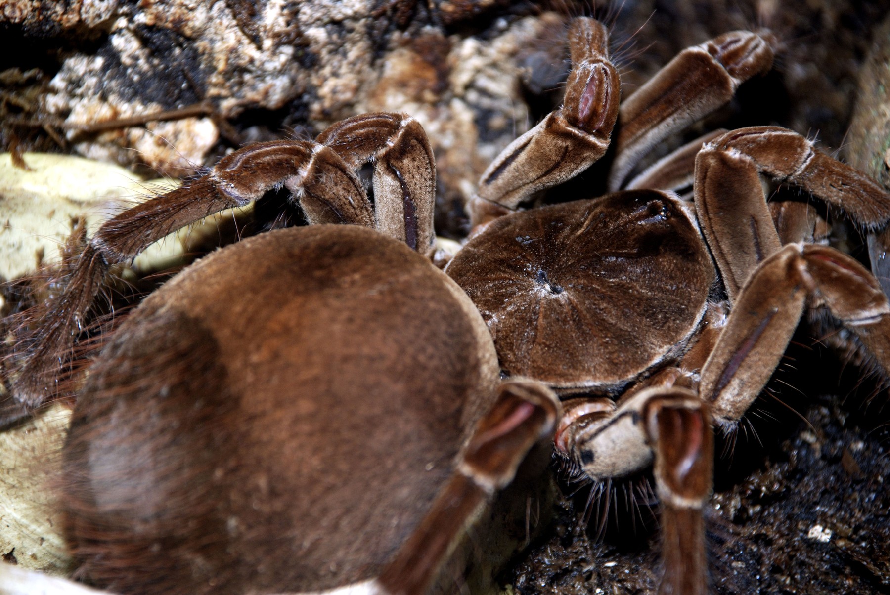 Szívinfarktust kapott takarítás közben: előmászott valami a polc alól és egyetlen esélye volt