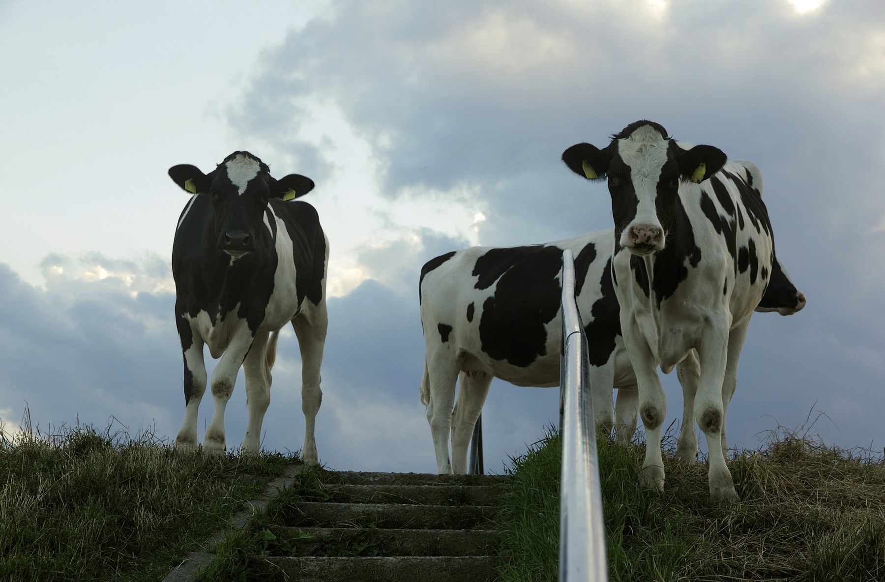 Sokakat érintő korátozásokat vezetett be a Nébih, veszélyes betegség fenyegeti Magyarországot