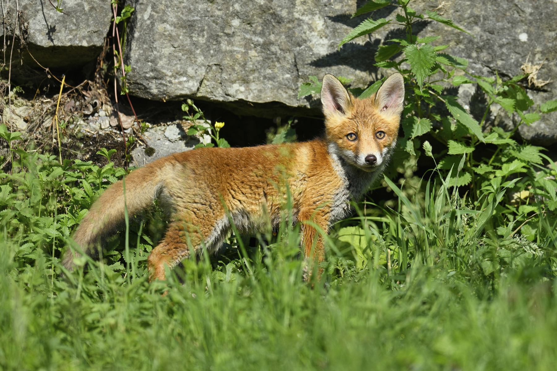 Drámai az indok, átnevezték a legendás magyar rókát, Vukot Amerikában, ilyen néven jelent meg az amerikaiak előtt