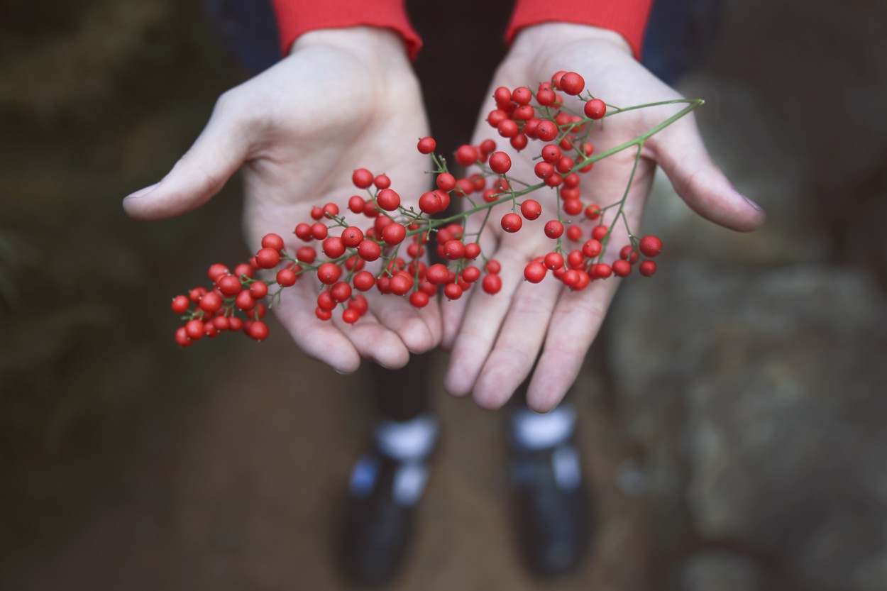 Népszerű magyar fa termését kóstolta meg a 14 éves fiú, ez volt az utolsó dolog amit életében evett