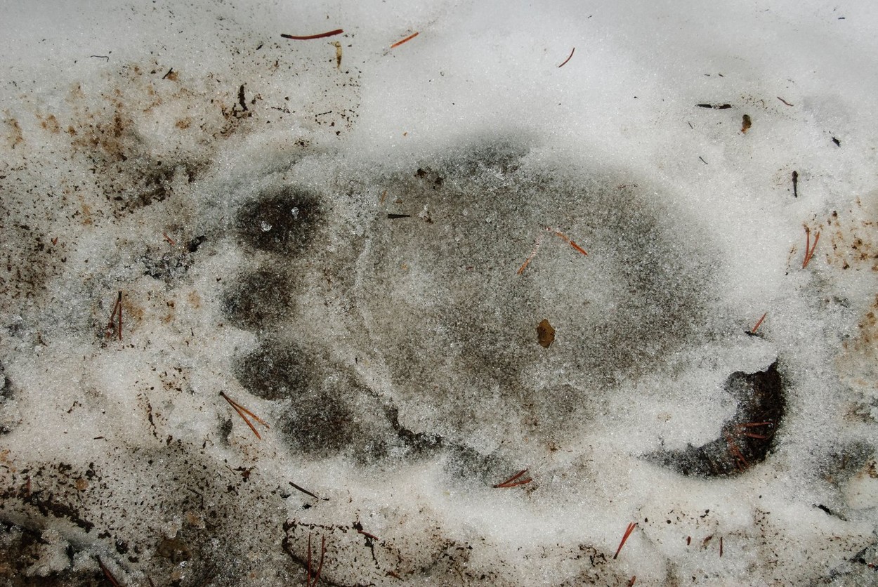 Rémisztő fenevad nyomaira bukkantak Nógrádban, komoly veszélyben lehetnek a környéken kirándulók