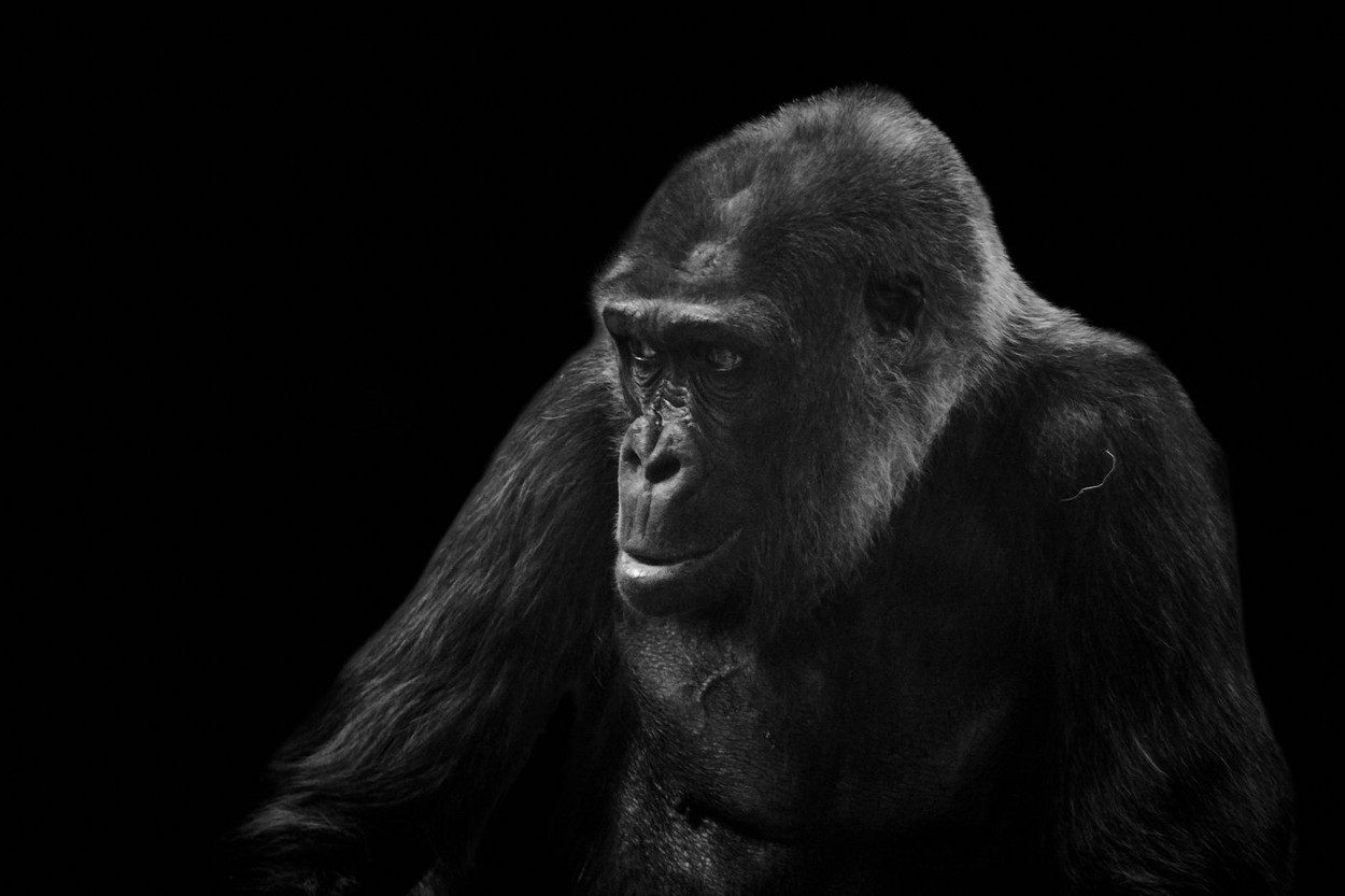 Ezt üzente Koko, a beszélő gorilla az emberiségnek a halálról, fénysebeséggel terjed a szürreális felvétel
