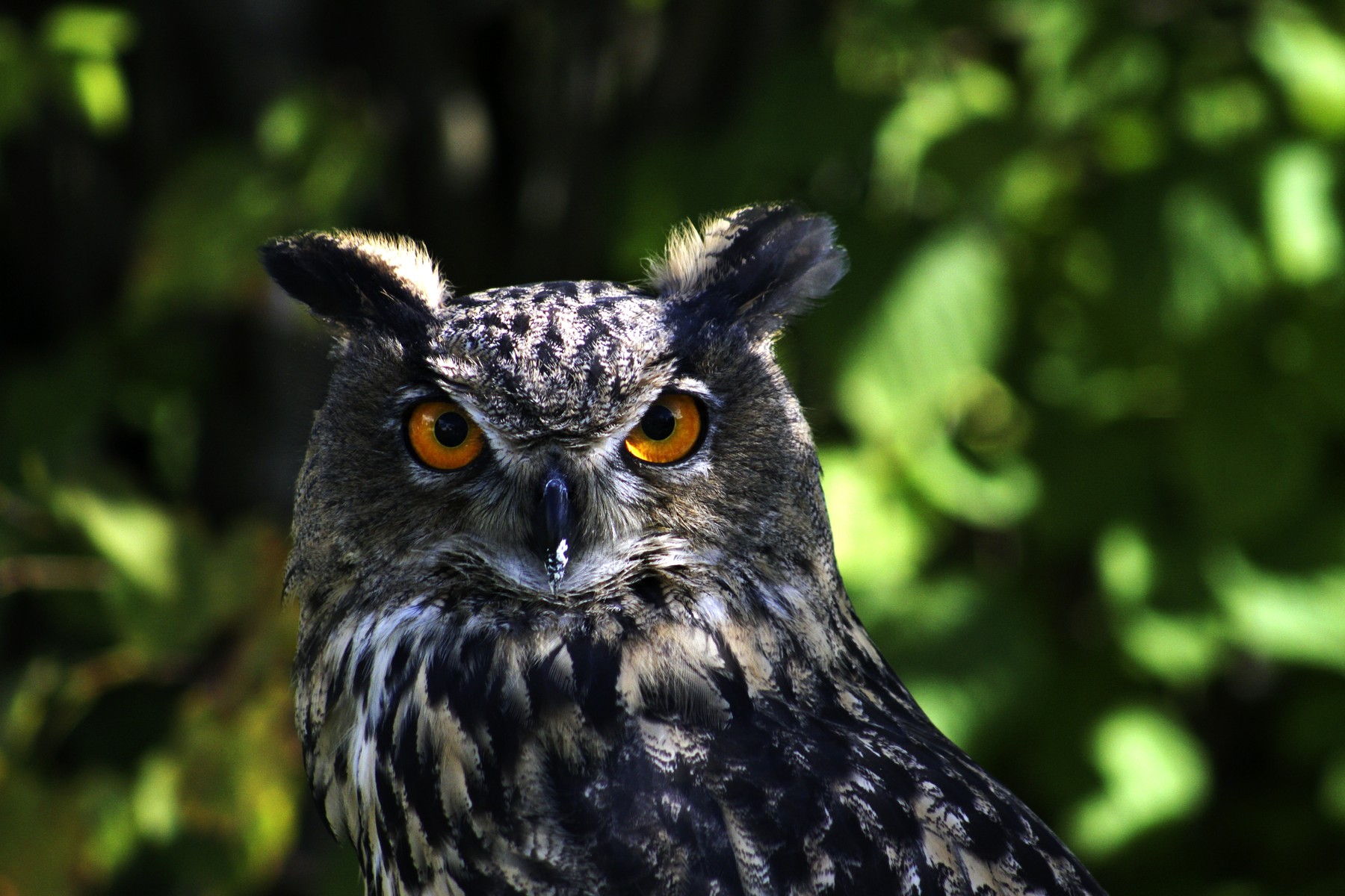 Te tudod kicsoda a Rézfxszú bagoly? A magyar mondavilág leghíresebb alakja innen kapta a nevét