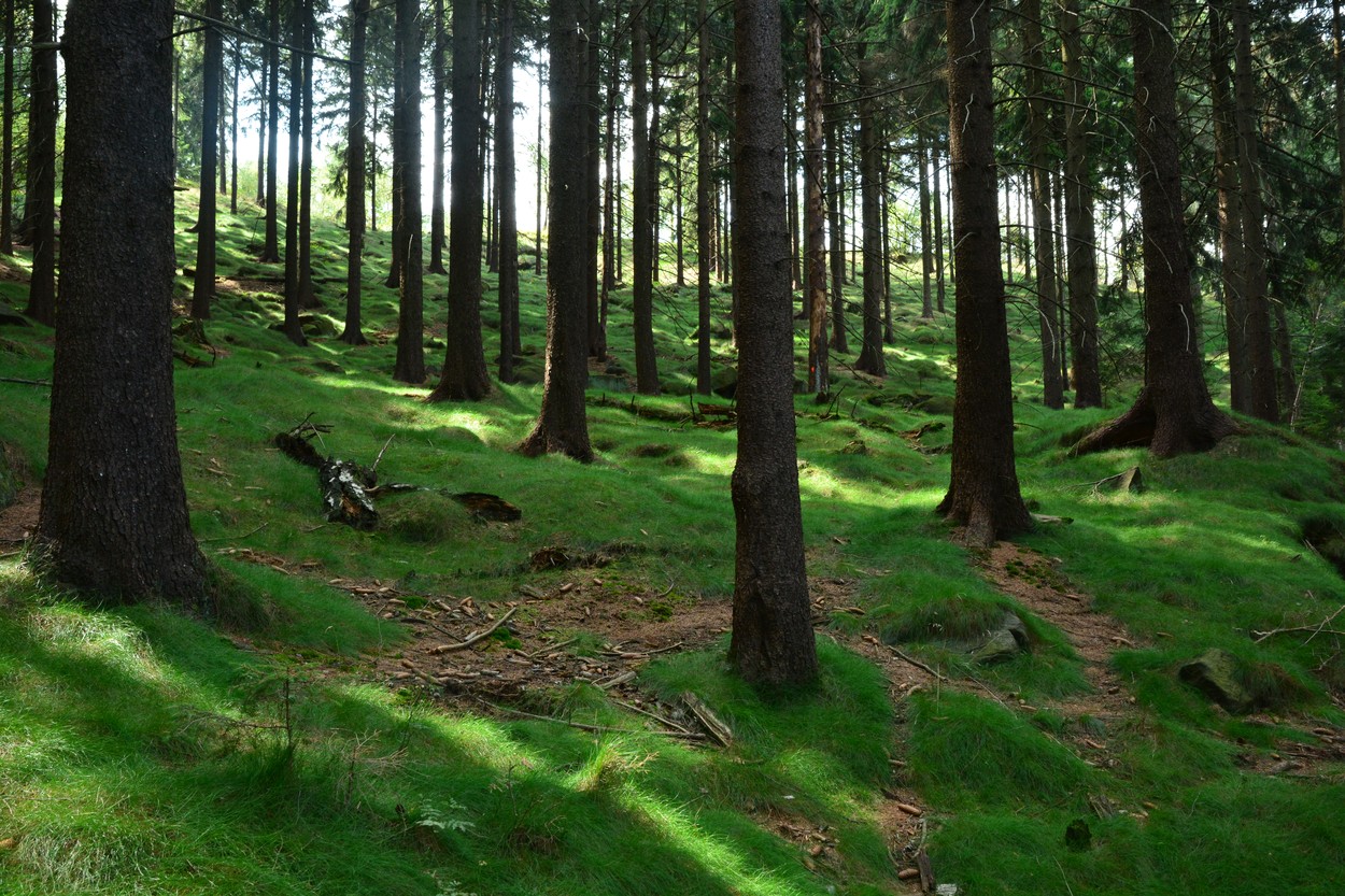 Rendkívüli ember emlékét őrizi a Bakony leghíresebb kopjafája, mindenki libabőrös lesz hátborzongató története hallatán
