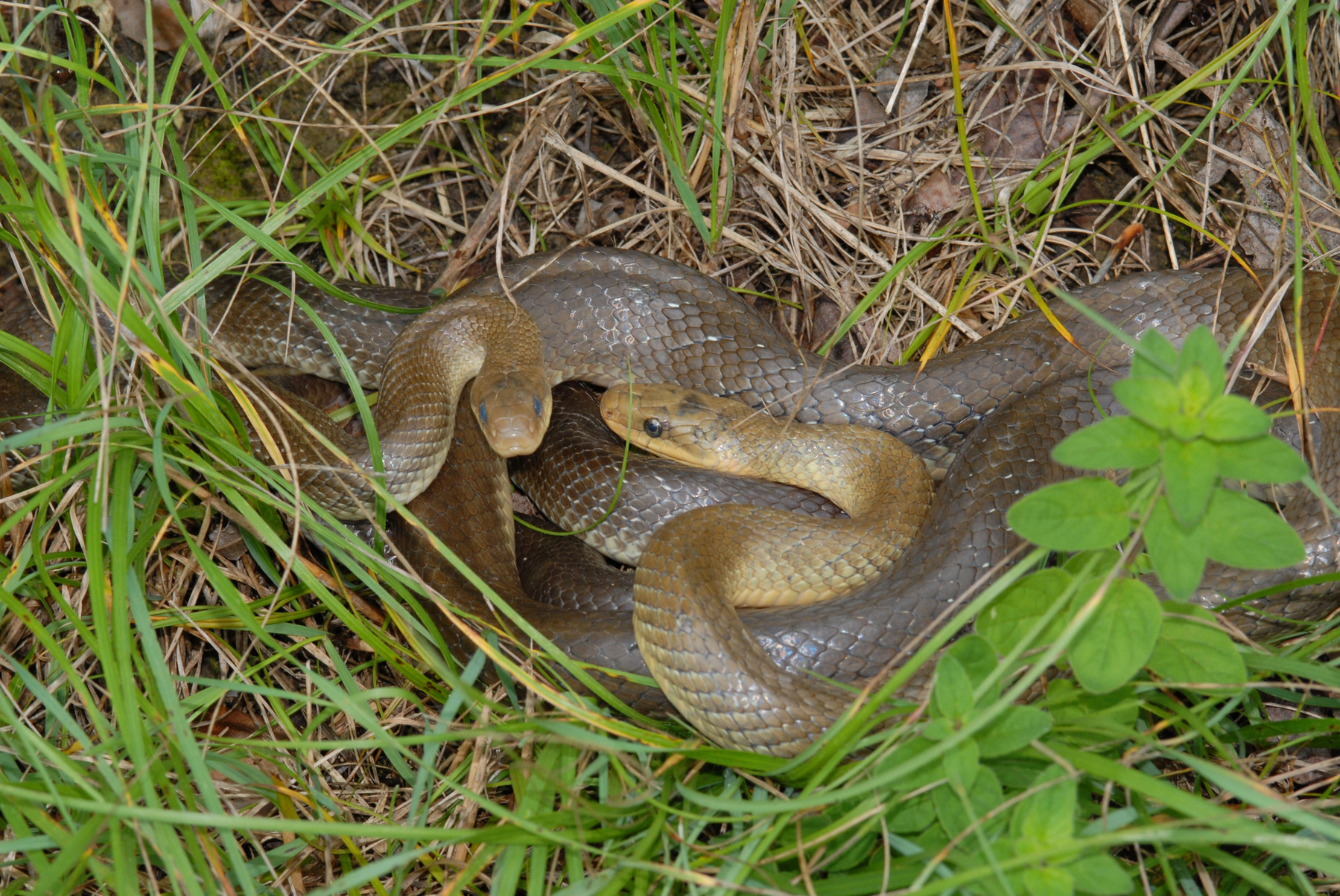 Zajt hallott a kertjében lévő bokorból, majd benézett mi lehet az: percekig önkívületlenül üvöltött míg a segítségére siettek