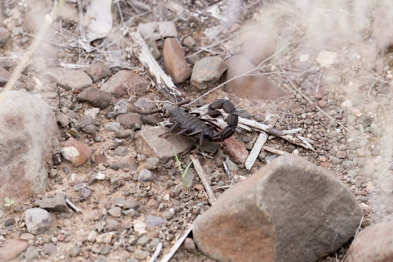 Elképesztő élőlény bukkant elő Ajka környékén, a kutatók is elámultak a különleges felfedezés láttán