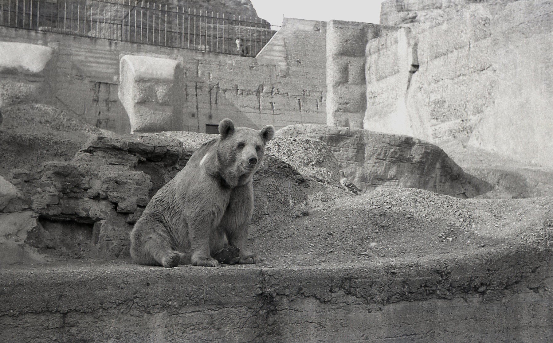 Közlegénnyé nevezték ki a háborúban harcoló medvebocsot, a hadsereg oszlopos tagja lett az állat