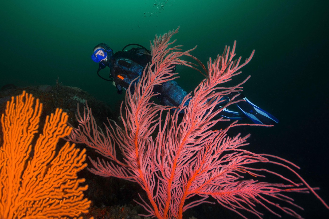 Un equipo de investigación marina ha descubierto más de cien nuevas especies frente a las costas de América del Sur y ha grabado un impresionante vídeo del viaje.