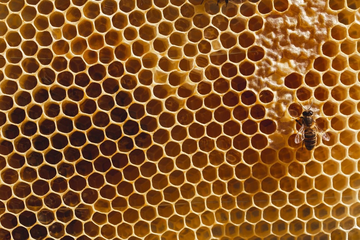 A tudomány teljesen értetlenül áll a méhkolónia bizarr viselkedése előtt: lehetséges, hogy a méhek keresztények?