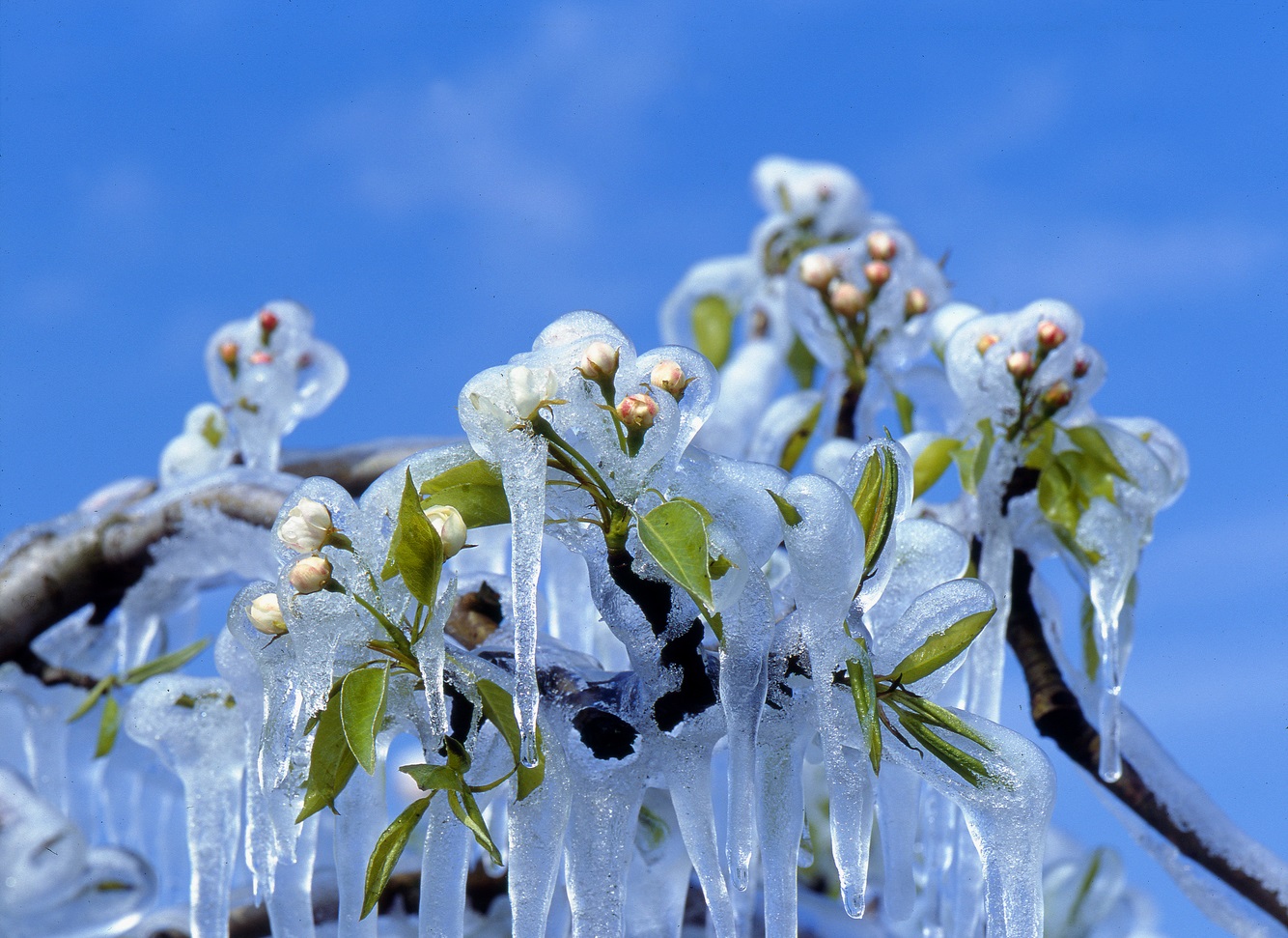 Kemény fagyveszélyre figyelmeztetnek a meteorológusok, súlyos mínuszok tehetik tönkre a szépen virágzó gyümölcsfákat
