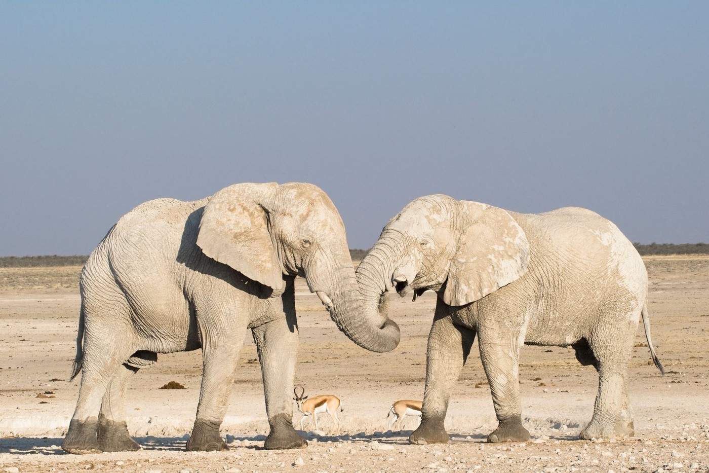 Ugyanúgy éreznek mint az ember? Több száz év után derült fény az elefántok féltve őrzött titkára