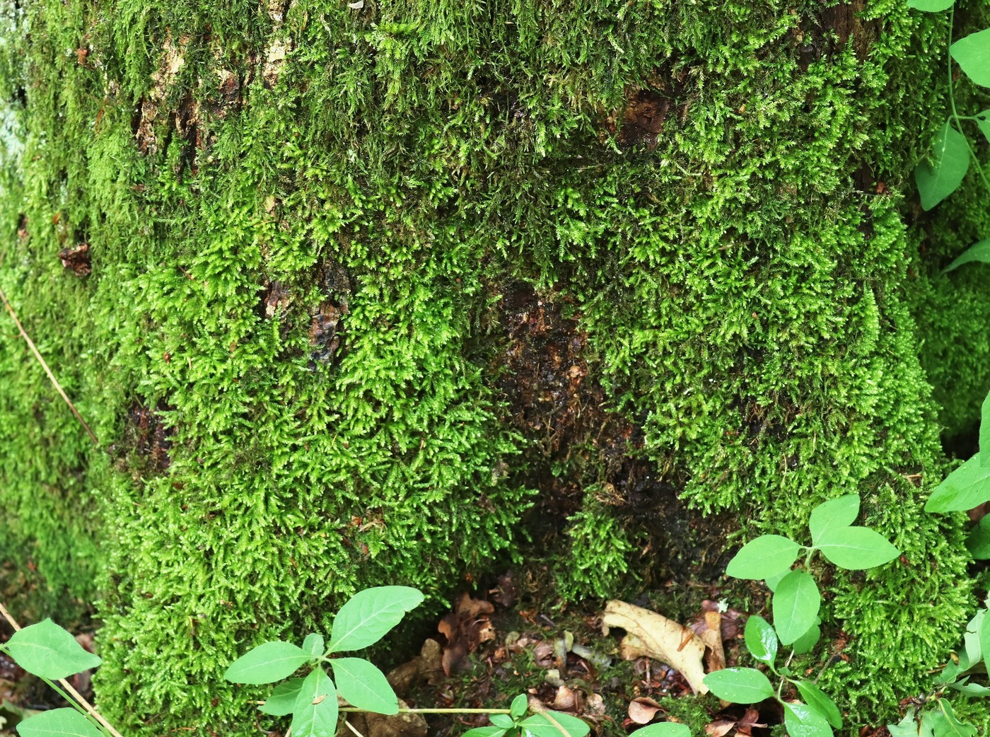 Magyarországon politikai okból változtatták meg egy állat nevét