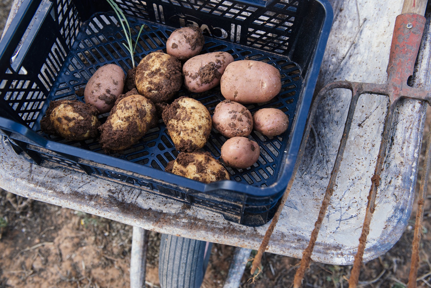 Világkuriózum a magyar burgonya szó, és az, hogy miből jön, ilyen nincs máshol a világon