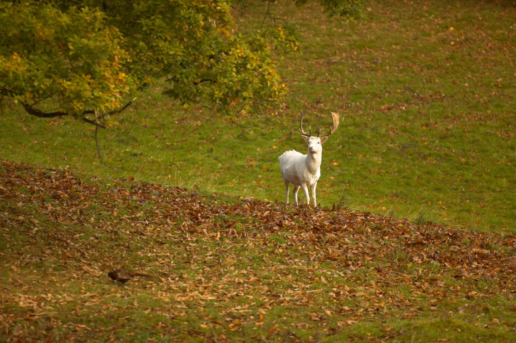 Mesebeli lény tűnt fel a ősmagyar erdőkben, Trianon csodája a különleges állat amelyhez foghatót eddig nem láttak