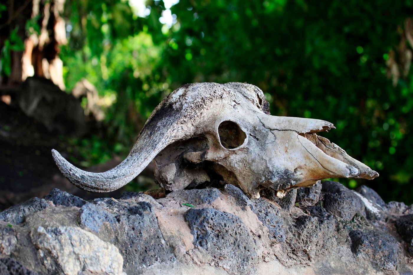 Építkezésnek indult, kőkorszaki sírt és állatáldozati helyet fedeztek fel a chipgyártó óriás-vállalt új épületének munkálatai során