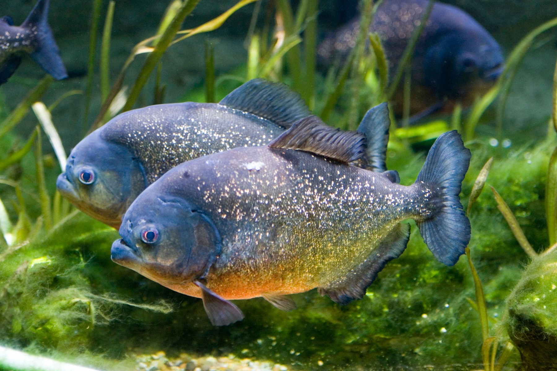 Sokkoló videó a természetből, ilyen videó még nem készült: piranhák téptek darabjaira egy krokodilt