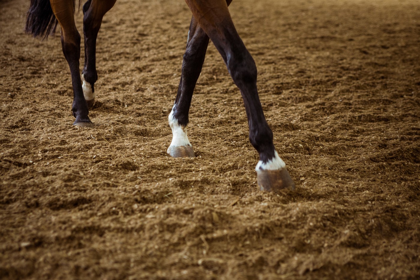 A KRESZ-t egyáltalán nem ismerő vendég zavarta meg az autósok nyugalmát Szentendrén, döbbenetes pillanatokat rögzített a fedélzeti kamera