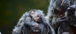 El mono Satanás de cara blanca nació en el parque de juegos de Szeged - fotos